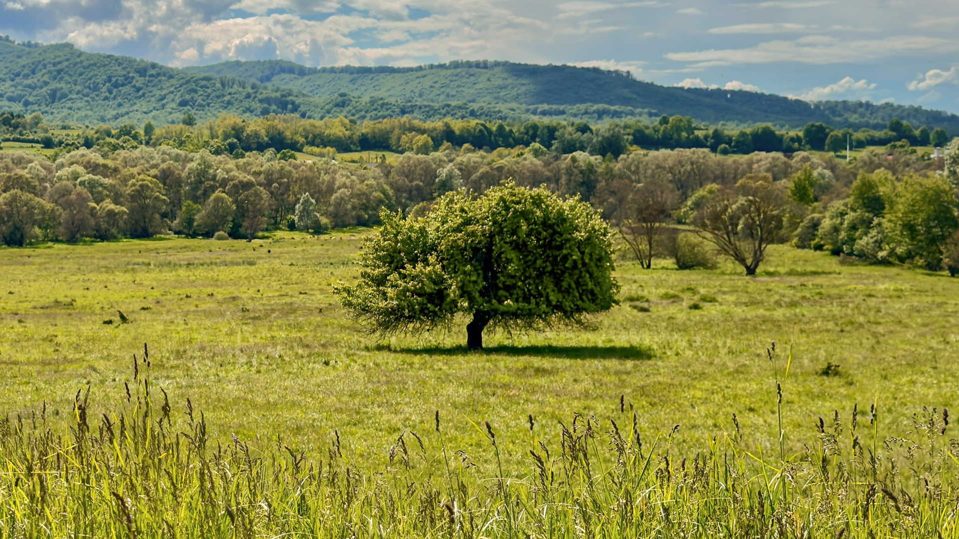 Blick über bewaldete grüne Fläche, die rumänischen Karpaten im Hintergrund.